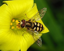 Eupeodes corollae. 1 par de grandes olhos compostos, antenas curtas e apenas 1 par de asas membranosas são algumas das características deste grupo de insetos.