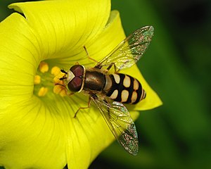 Hoverfly at work Hoverfly January 2008-6.jpg