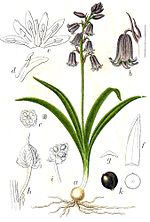 Miniatura para Hyacinthoides non-scripta