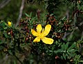 Hypericum revolutum subsp. revolutum