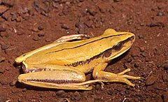 Description de l'image Hypsiboas albopunctatus.jpg.