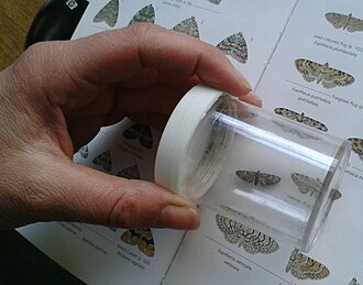 Identifying moths Identifying a Pug Moth at Gunnersbury Triangle.jpg