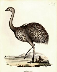 John Gould's illustration of Darwin's rhea was published in 1841. The existence of two rhea species with overlapping ranges influenced Darwin. Image-Rhea Darwinii1.jpg