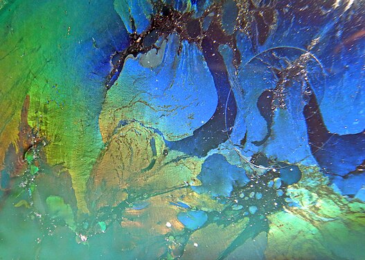 Biofilm très irisé, riche en infusoires (ici photographié à l'intérieur d'un arrosoir rempli d'eau de pluie, au fond duquel il restait quelques éléments de matière organique desséchée).