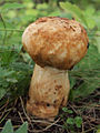 Haisuhapero, Russula foetens