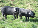 Големи черни породи прасенца.jpg