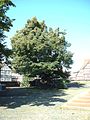 Churchyard linden tree – a veteran of about 730 years