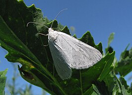 Lithostege farinata