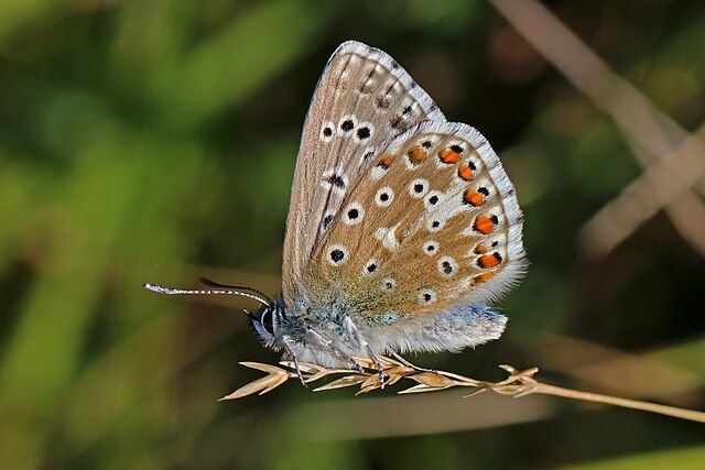 Самец голубянки красивой (Lysandra bellargus)