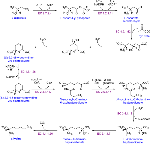 離胺酸的生物合成