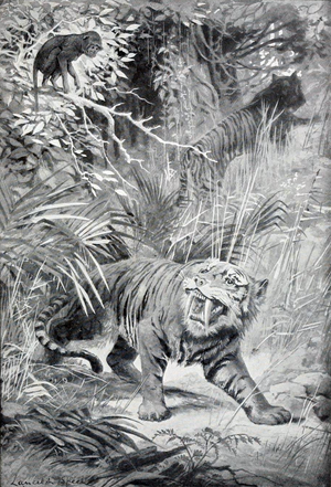 Αναπαράσταση από τον Λάνσελοτ Σπιντ του 1905 απεικονείζοντας Μαχαιρόδοντα με μορφή τίγρης