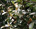 ចម្ប៉ា​យូនណាន (Magnolia laevifolia)