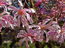 Магнолиевые - Magnolia stellata rosea.JPG