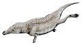 Maiacetus, a whale with a fetus!