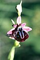 Ophrys spruneri