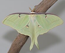 Male Luna Moth, Megan McCarty141.jpg