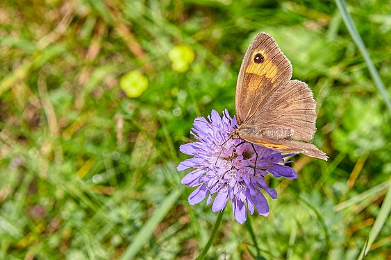 Maniola jurtina female on Knautia avensis in Switzerland near Braunwald (Glarus)