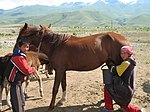 Traite manuelle d'une jument au Kirghizistan.