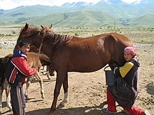 a small mare being milked by a woman in bright-coloured clothing