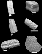 Microfossils from the Rügen Chalk b