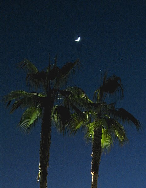 File:Moon above palms.jpg