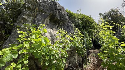 Le vigne tra i calcari