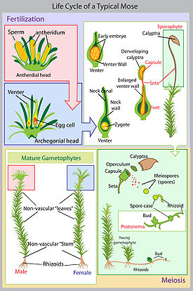 bryum life cycle