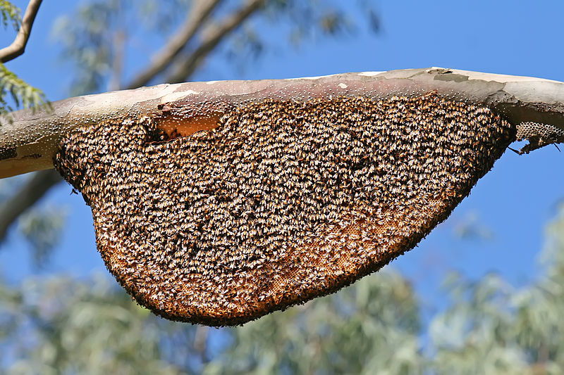 File:Natural Beehive and Honeycombs.jpg