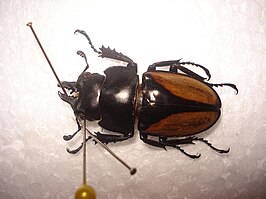 Neolucanus Parryi