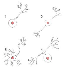 Нейроны uni bi multi pseudouni.svg