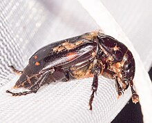 Right-lateral view of a medium-sized adult beetle. The beetle is shiny and black, with small, dark orange spots on the elytra. It has approximately 20 small, brown mites clinging to its head, thorax, and abdomen.