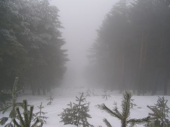 Winter fog in the mountain, Spain