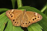 Enodia anthedon (northern pearly-eye) Adult, dorsal view.