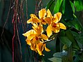 Image 13Cattlianthe Gold Digger ‘Orglade's Mandarin’ orchid