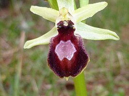 Ophrys arachnitiformis