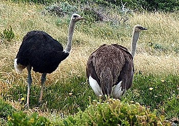 Male and Female ostriches Cape Point