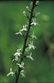 Pale spiked lobelia white flower white thorns lobelia spicata.jpg