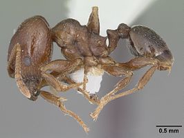 Pheidole crassicornis