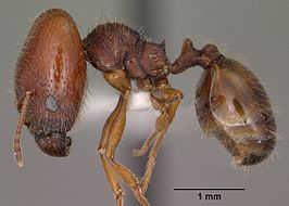 Pheidole xerophila