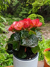 flowering potted plant