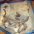 Plateosaurus, neredeyse tüm iskeleti