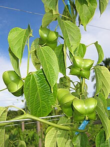 Plukenetia volubilis fruits.JPG