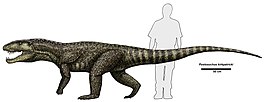 Postosuchus