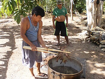 English: ayahuasca preparation