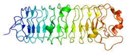 Protein DCN PDB 1xcd.png