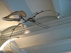 Птерозавр летающий - Panoramio.jpg