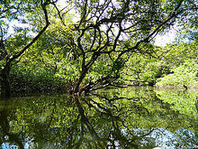 Ratargul Swamp Forest in Gowainghat, Sylhet, Bangladesh Ratargul, Sylhet.jpg