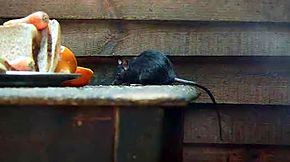 Un Rat noir, Rattus rattus