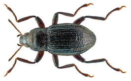 Riolus subviolaceus