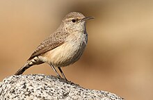 Rock Wren